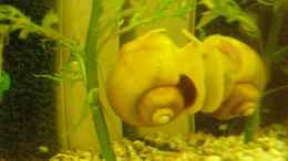 aquarium-von-maja-knodel-becken-3582_Apfelschnecke Gold