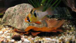 aquarium-von-dryade-becken-3583_Männchen vom Schmetterlingsbuntbarsch
