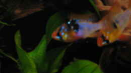 aquarium-von-dryade-becken-3583_Weibchen vom Schmetterlingsbuntbarsch 