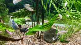 Aquarium einrichten mit Die Melanotaenia mamahensis warten auf Futter...