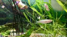 Aquarium einrichten mit Melanotaenia mamahensis - Regenbogenfische aus