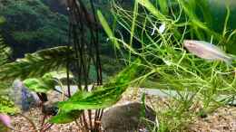Foto mit Melanotaenia mamahensis - Regenbogenfische