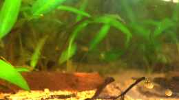Aquarium einrichten mit Zwergkugelfisch: Jungtiere.