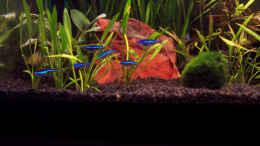 aquarium-von-kirsten-bishay-becken-3599_Die blauen Neons