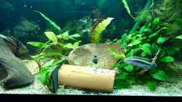 aquarium-von-helga-kury-pelvicachromis-sacrimontis-zuchtbecken-36064_Brut-Vorbereitungen von Pelvicachromis sacrimontis RED