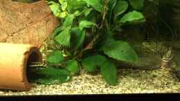 Aquarium einrichten mit Das Pärchen Pelvicachromis sacrimontis RED bei