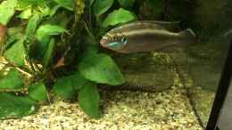 Foto mit Pelvicachromis sacrimontis RED Mann