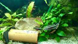Foto mit Pelvicachromis sacrimontis RED