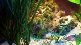 aquarium-von-dennis-v12-becken-3607_Vallisneria spiralis - Glattblättrige Vallisnerie 