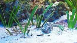 aquarium-von-dennis-v12-becken-3607_Vallisneria spiralis - klein