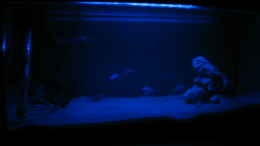 aquarium-von-am1482-becken-3608_Das Becken mit Mondlicht 