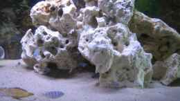 aquarium-von-am1482-becken-3608_Melanochromis maingano und Pseudotropheus lombardoi