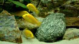 aquarium-von-lutz-rall-becken-361_Die Yellows