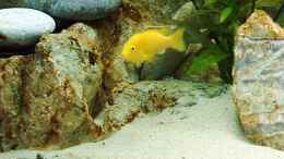 aquarium-von-lutz-rall-becken-361_Yellow
