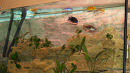 aquarium-von-nicole-schmidt-becken-3611_Obwohl  die Steine nicht bis unter die Wasseroberfläche geb