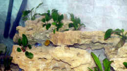 aquarium-von-nicole-schmidt-becken-3611_Anubia, Cryptocoride, Rückwand und Kalksandstein