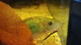 Aquarium einrichten mit Brochis splendens, Smaragdpanzerwels