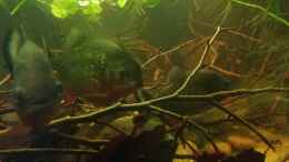 Aquarium einrichten mit Piranhas, Pygocentrus Natteri