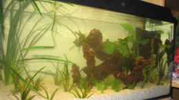 aquarium-von-manuel-decker-becken-3614_Bepflanzte Mangrowenwurzel
