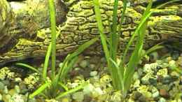aquarium-von-marco-schumacher-becken-3615_Echinodorus tenellus