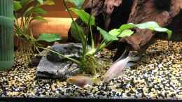 aquarium-von-helga-kury-pelvicachromis-pulcher-zuchtbecken-36152_Das Pärchen Pelvicachromis pulcher ALBINO bei der Futtersuc