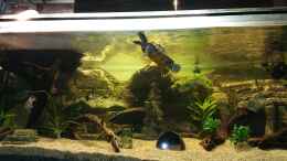 Aquarium einrichten mit 1-Ouachita Höckerschildkröten.   4- Feuermaulbuntbarsch