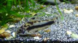 Aquarium einrichten mit Schachbrett-Zwergpanzerwels (Corydoras Habrosus)