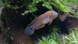 aquarium-von-stephy-eheim-aquapro-126_Pastellgrundel Männchen