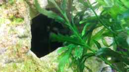 aquarium-von-radi87-green-caves_