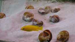 aquarium-von-artur-schumacher-becken-3627_Leleupi mit Nachwuchs (dachten vielleicht, die wären Ocella