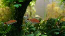 aquarium-von-yoshimaus-pflanzenwelt-reloaded_Axelrodia risei