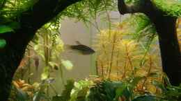 aquarium-von-yoshimaus-pflanzenwelt-reloaded_Trichopsis pumila