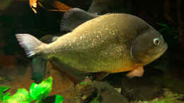 aquarium-von-cariba-piranha-habitat_Pygocentrus Cariba, 35 cm, 5 Jahre. 