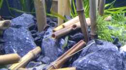 aquarium-von-tristan-50iger-wuerfel-asien-bambus---aufgeloest_Detailbild