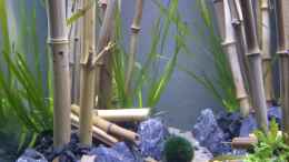 aquarium-von-tristan-50iger-wuerfel-asien-bambus---aufgeloest_Detail linke Seite mit Flußlauf