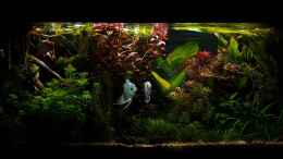 aquarium-von-mel-suedamerika-oase--aufgeloest--nur-noch-als-beispiel_