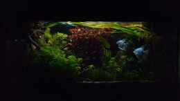 aquarium-von-mel-suedamerika-oase--aufgeloest--nur-noch-als-beispiel_Es wird Nacht  06.11.