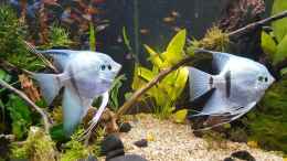 aquarium-von-mel-suedamerika-oase--aufgeloest--nur-noch-als-beispiel_blaue Skalare - 2 Männchen