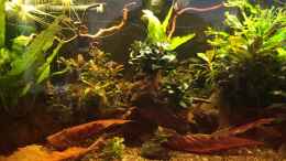 aquarium-von-herkla-little-asia-in-bovenden-aufgeloest_30.09.2019 einige abgekochte Kastanienblätter eingebracht