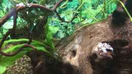 aquarium-von-herkla-little-asia-in-bovenden-aufgeloest_zwei von vier Amanogarnelen auf der Wurzel