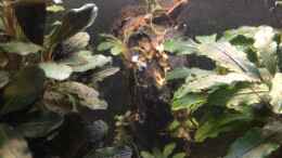 aquarium-von-herkla-little-asia-in-bovenden-aufgeloest_10.10.2020 bepflanzes Savannenholz im Hintergrund