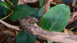 Foto mit Philodendron hederaceum Naturform aus Surinam