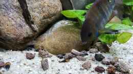 aquarium-von-marco-my-little-aquascape_Sajica Buntbarsch Männchen mit Nachwuchs aus der 1. Brut. 