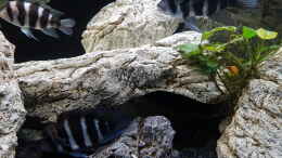 aquarium-von-th-tanganjika-frontosa--cyprichromis-----1000l_Gibberosa