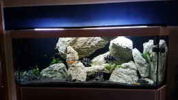 aquarium-von-th-tanganjika-frontosa--cyprichromis-----1000l_