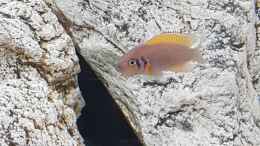 aquarium-von-th-tanganjika-frontosa--cyprichromis-----1000l_Neolamprologus pulcher  (Prinzessin von Sambia)