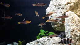 aquarium-von-th-tanganjika-frontosa--cyprichromis-----1000l_Cyprichromis Leptosoma (Jumbo Kachese)