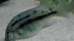 aquarium-von-andreas-hanfstaengl-becken-3668_Protomelas teaniolatus boadzulu Weibchen auf Futtersuche