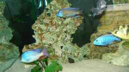 aquarium-von-andreas-hanfstaengl-becken-3668_22 kg Stein mit Fischmix