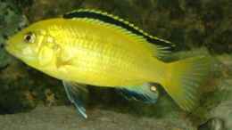 aquarium-von-andreas-hanfstaengl-becken-3668_yellow